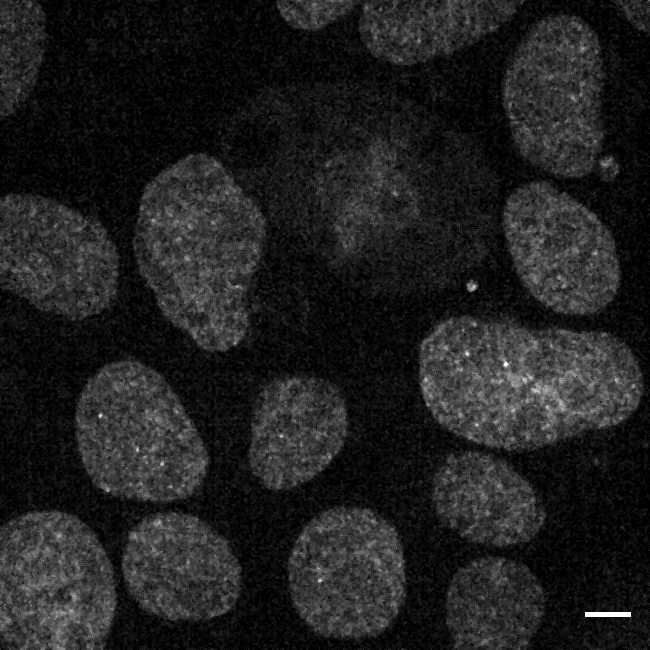 Cell Line Thumbnail