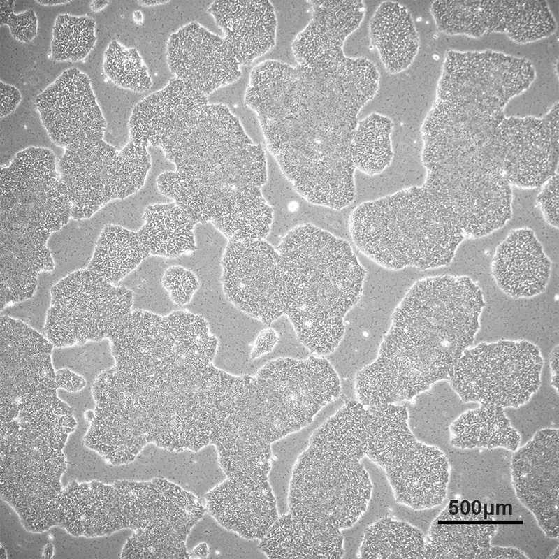 Allen Cell Collection