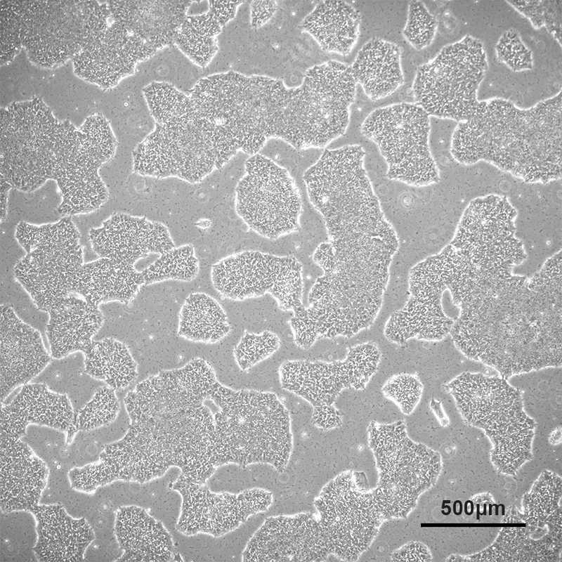 Allen Lab Cell Model Allen Cell Collection