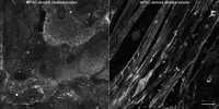 Cell Line Thumbnail