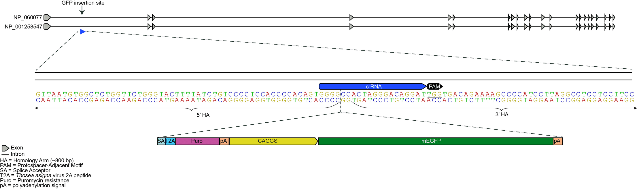Megfp Vector Allen Cell Collection