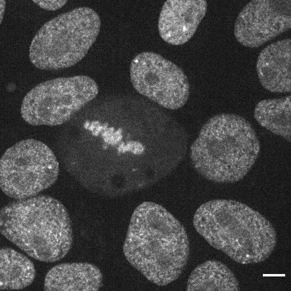 Cell Line Thumbnail