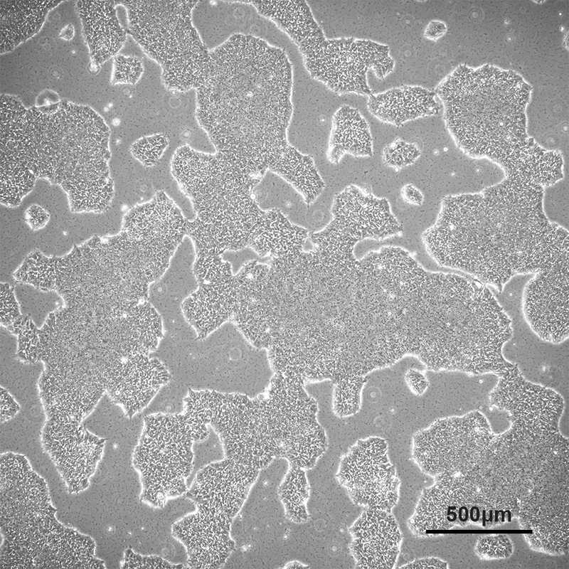 Allen Lab Cell Model Allen Cell Collection