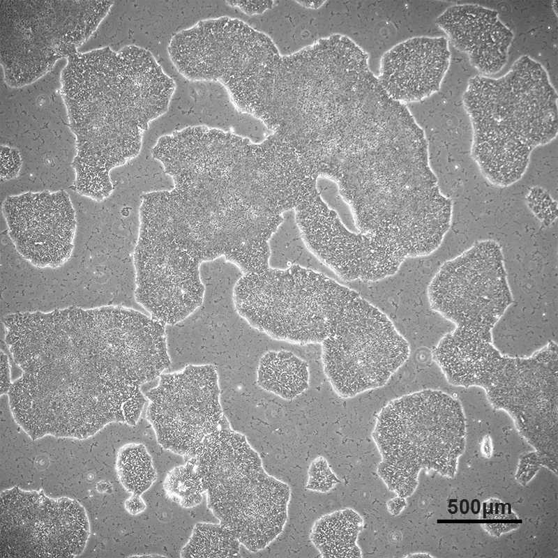 Allen Lab Cell Model Allen Cell Collection