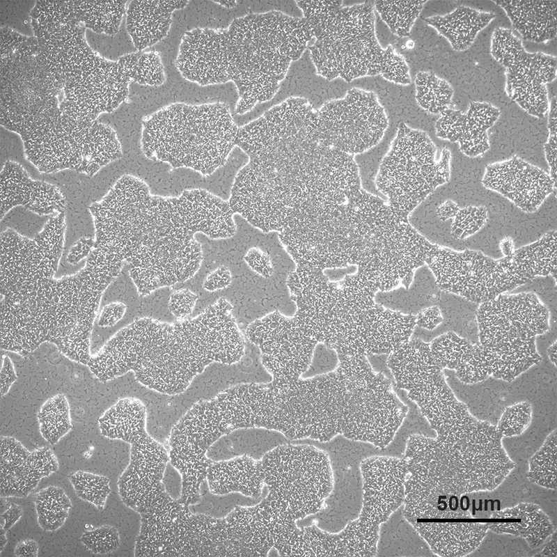 Allen Lab Cell Model Allen Cell Collection