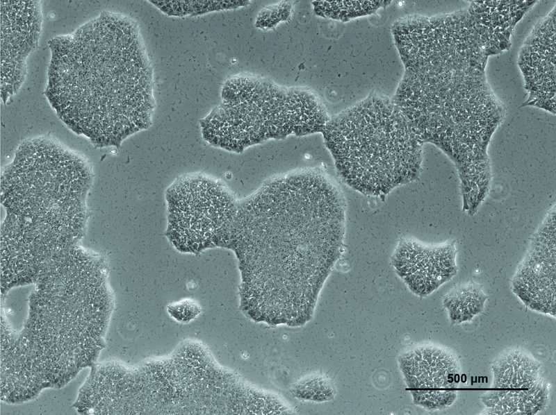 Allen Cell Collection