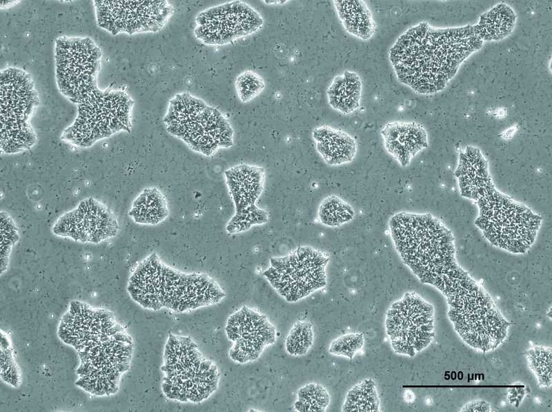Allen Cell Collection