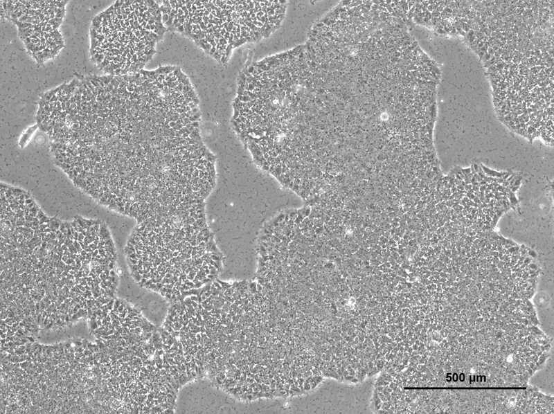 Allen Cell Collection