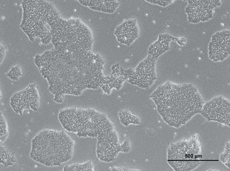 Allen Lab Cell Model Allen Cell Collection