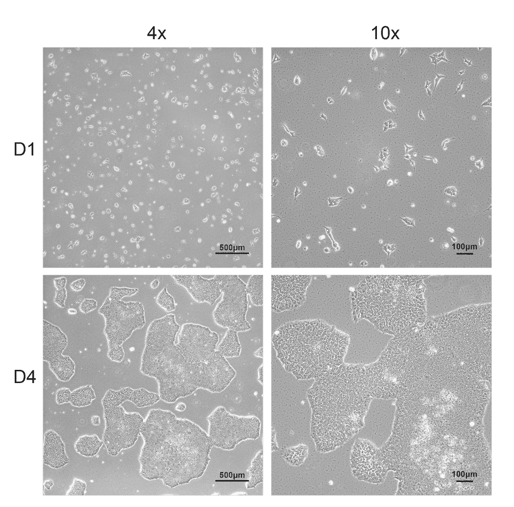 Allen Lab Cell Model Allen Cell Collection