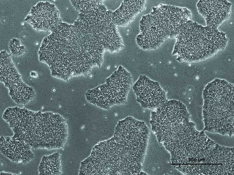 Allen Cell Collection