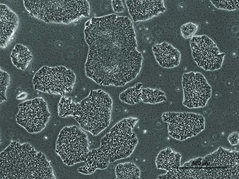 Allen Cell Collection