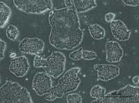Allen Lab Cell Model Allen Cell Collection