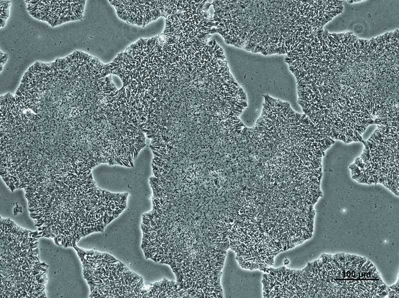 Allen Cell Collection