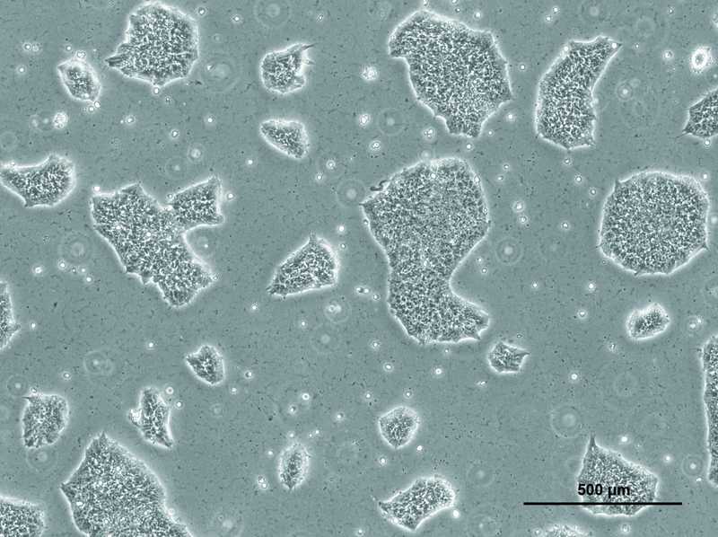 Allen Cell Collection