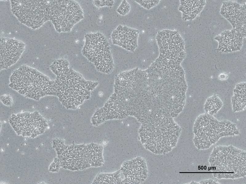Allen Cell Collection