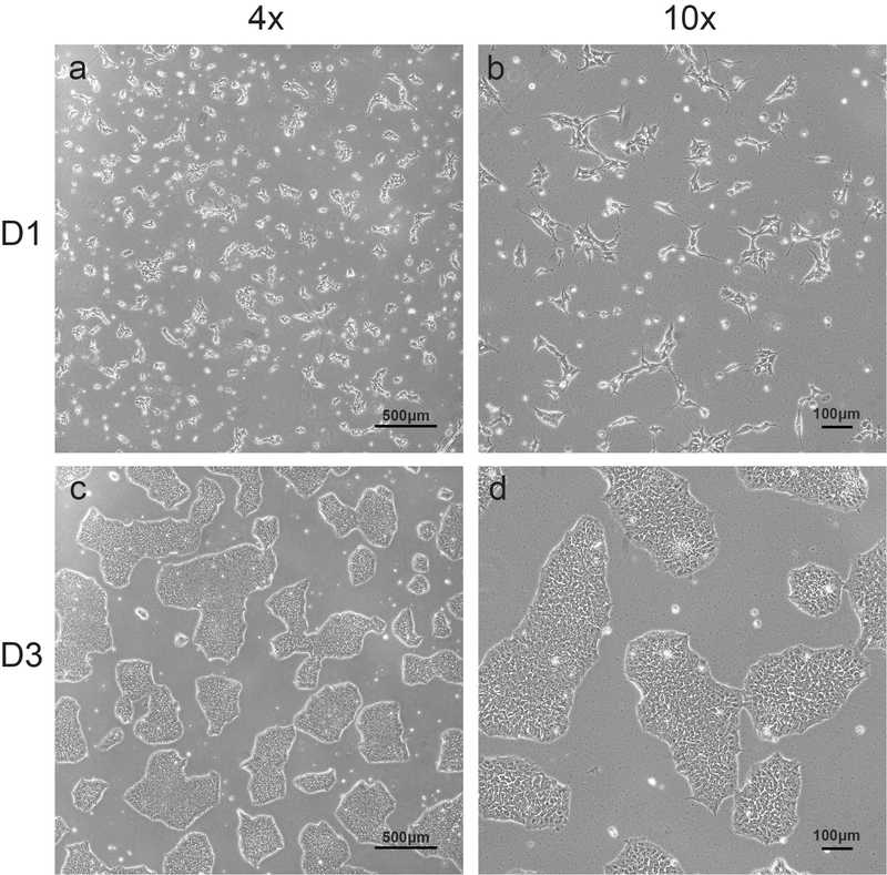 Allen Cell Collection
