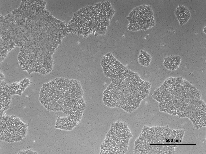 Allen Cell Collection