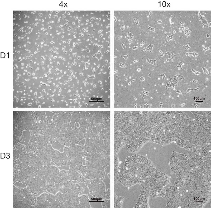Allen Cell Collection