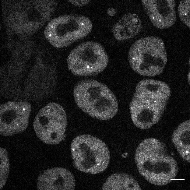 Cell Line Thumbnail