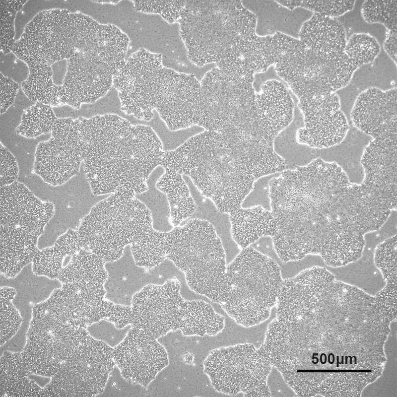Allen Cell Collection