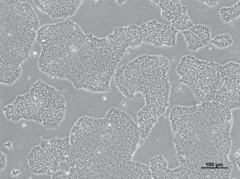 Allen Lab Cell Model Allen Cell Collection