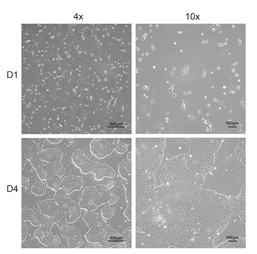 Allen Cell Collection
