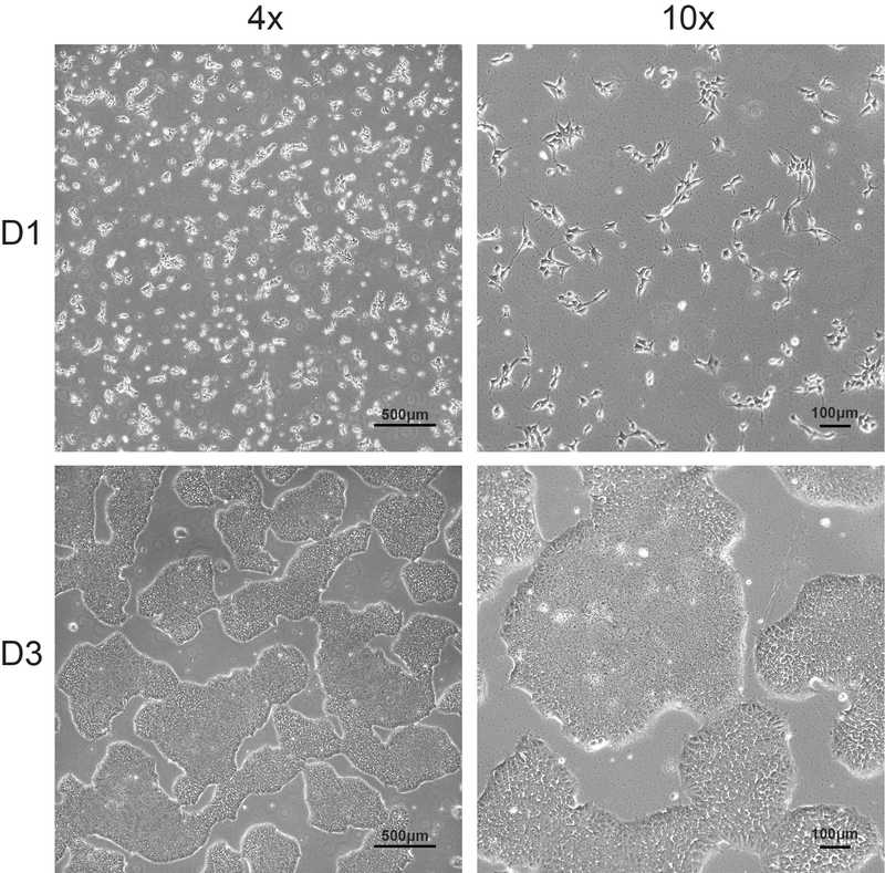 Allen Cell Collection