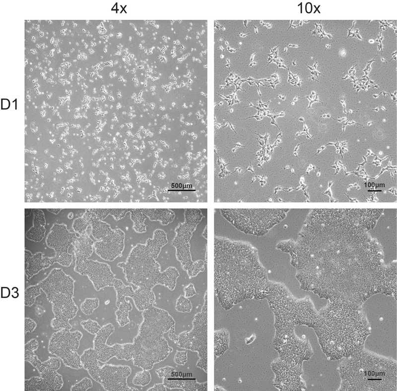 Allen Cell Collection